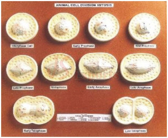 ANIMAL CELL DIVISION MITOSIS